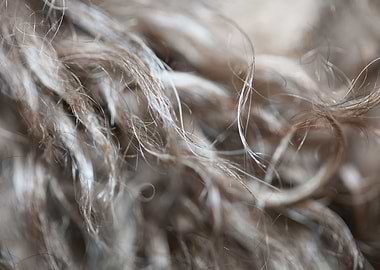 Lagotto hairs close up