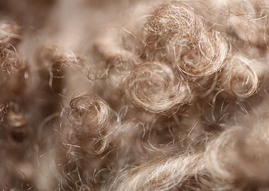 Lagotto hairs close up