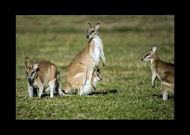 Kangaroo