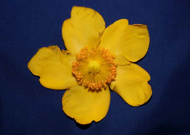 Hypericum flower close up