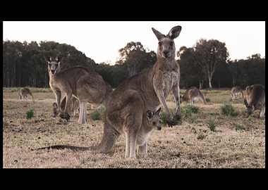 Kangaroo
