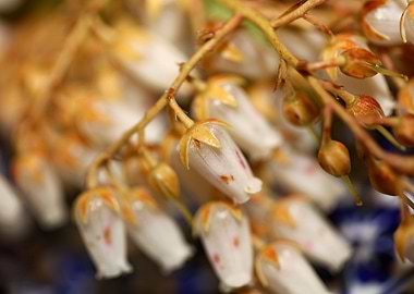 Pieris flowering macro