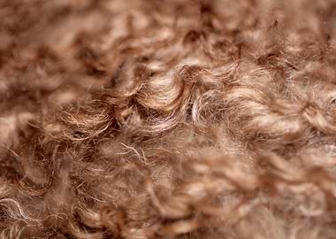 Brown curly hairs close up