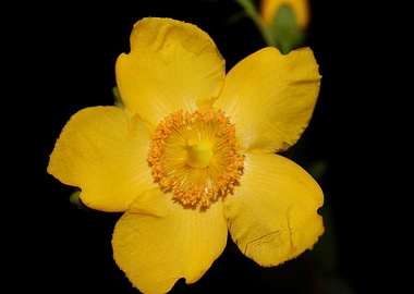 Hypericum flower blossom