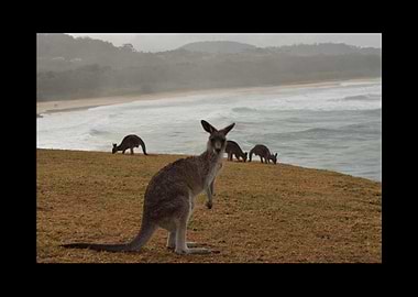 Kangaroo