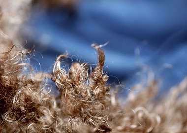 Dog brown hairs close up