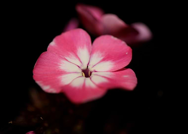Flower phlox blossoming