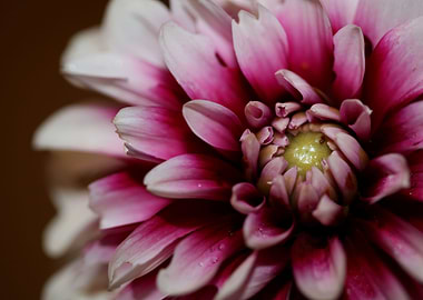 Dahlia flowering close up