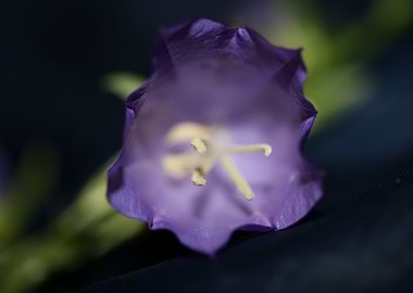 Campanula flower blossom