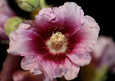 Purple wild Alcea flower