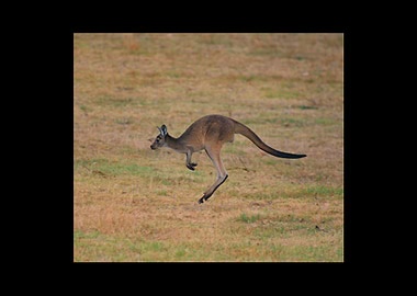 Kangaroo