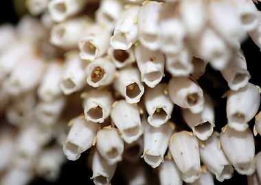 Pieris flowering macro