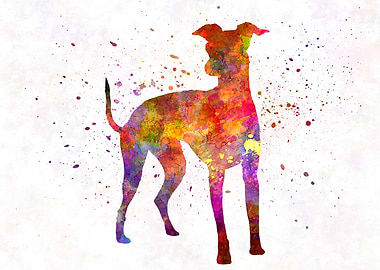 Italian Greyhound dog