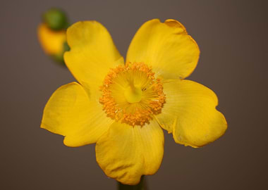 Hypericum yellow flowering