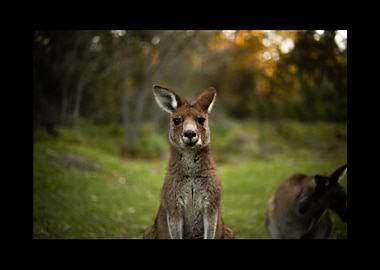 Kangaroo