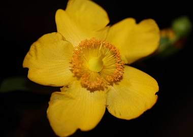 Hypericum yellow flowering
