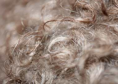 Brown curly hairs close up