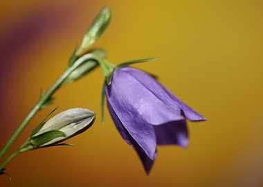 Purple Campanula flowering