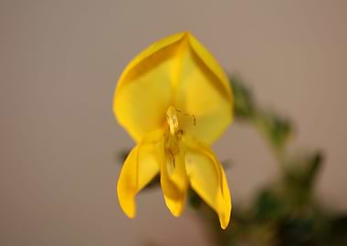 Spartium flower blossoming