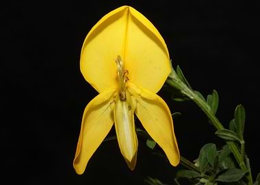 Flower blossoming close up