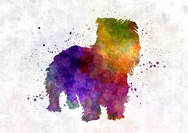 Irish Glen of Imaal dog