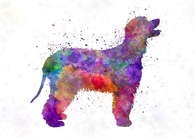 Irish Water Spaniel dog