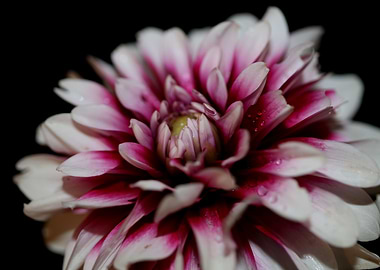 Dahlia flowering close up