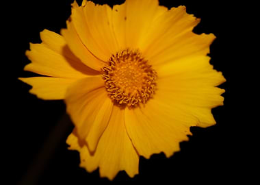 Yellow coreopsis flowering