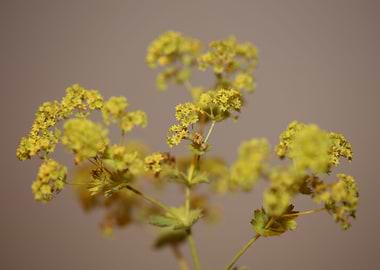 Yellow Alchemilla flower