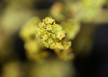 Alchemilla flowering macro