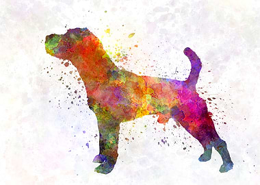 Jack Russell Terrier dog