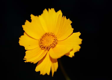 Yellow coreopsis flowering