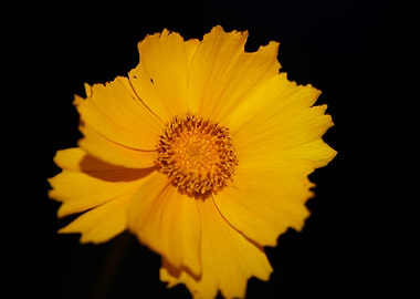 Yellow coreopsis flowering