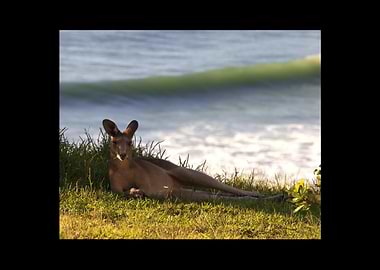Kangaroo