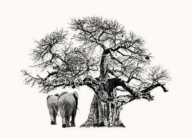 Baobab Tree and Elephants