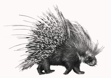 Porcupine in Profile Photo
