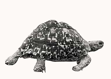 Leopard Tortoise Picture