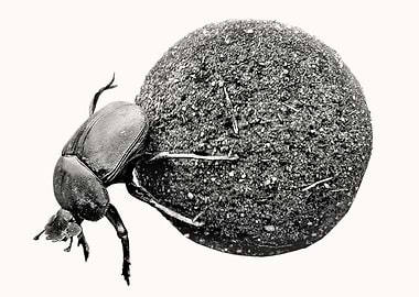 Dung Beetle with Dung Ball