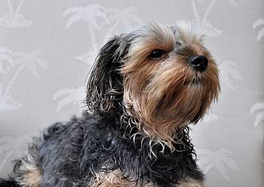 Cute Yorkie Sunbathing
