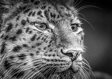 Amur Leopard