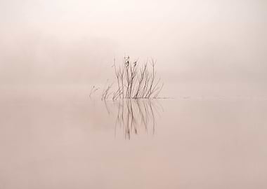 Melancholic Plant In Water