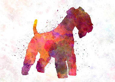 Lakeland Terrier dog