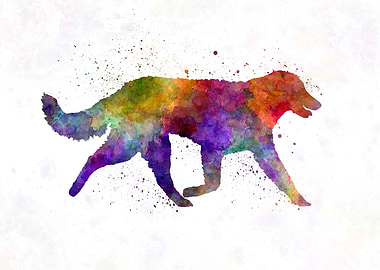 Kuvasz in watercolor