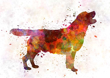 Labrador retriever dog