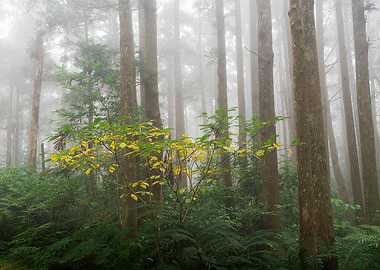 Misty forest
