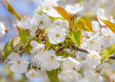 White Spring Blossom