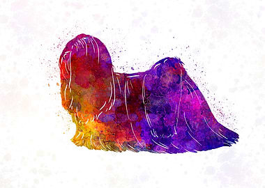 Lhasa Apso in watercolor