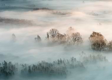 Winter fog