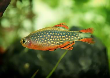 aquarium rasbora fish