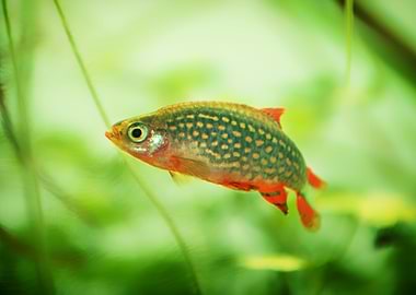 aquarium rasbora fish